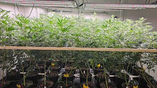 growing cannabis for complete beginners