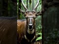 OKAPI Animal  #OKAPI #rare #wild #animal #jungle