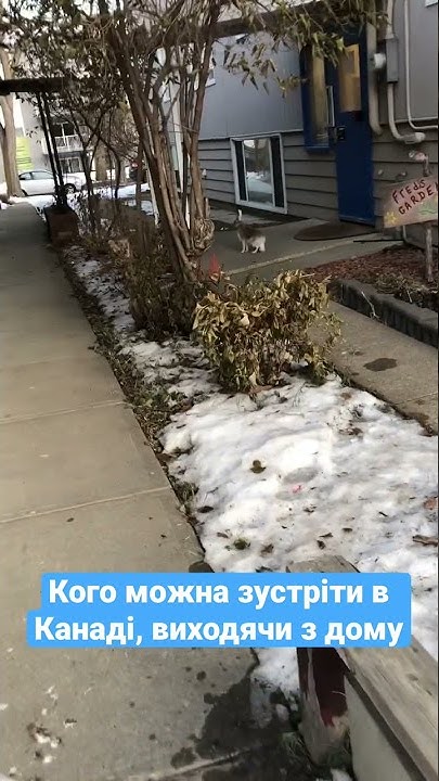 Кого можна зустріти практично в центрі міста/Едмонтон, Канада - YouTube