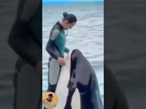 لحظة هجوم سمكة الأوركا على مدربتها مشهد حزين