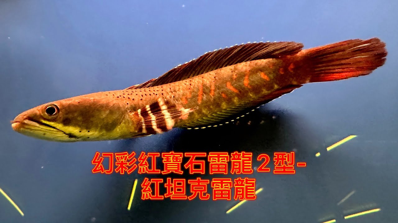 紅坦克雷龍(Channa pulchra) | 金魚快訊2站Goldfish Messages | 收藏