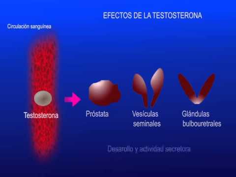 Causas y efectos de los esteroides anabolicos