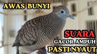 Suara Masteran Gacor Burung Perkutut pancingan BURUNG PERKUTUT 100% MEMANCING LAWAN BUNYI