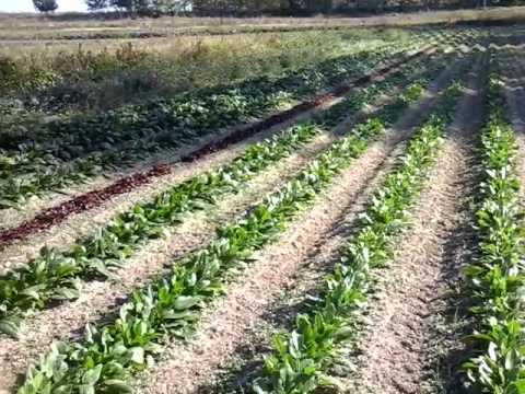 Vídeo: Lliris A La Tardor: Plantar, Cuidar