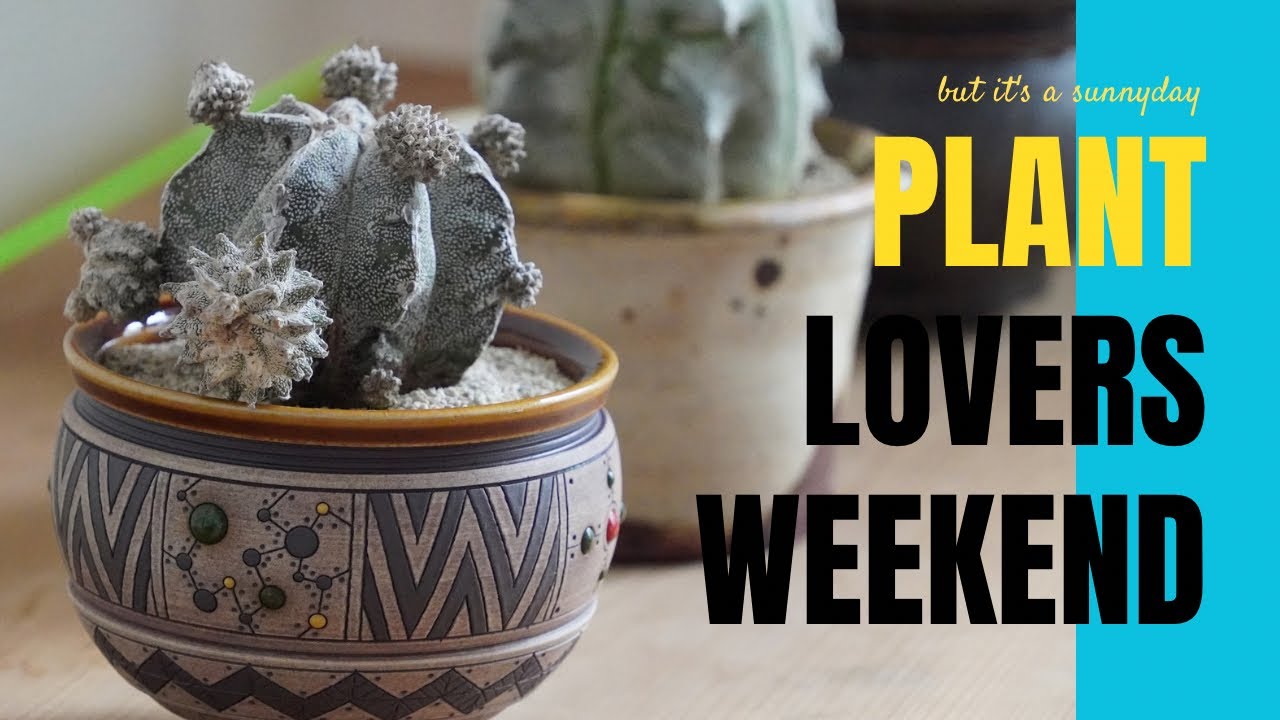 【植物好きが植物と戯れる週末】鸞鳳玉を作家鉢に植え替えて珍奇植物の魅力を再発見しました