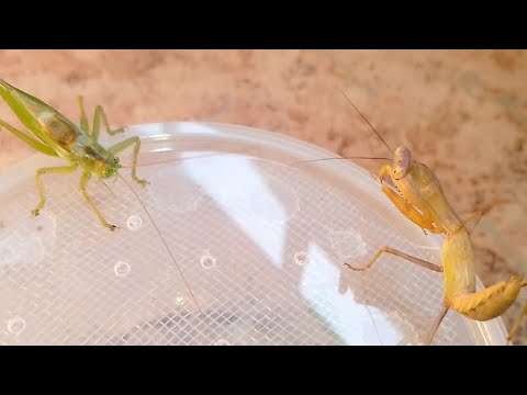 Katydid vs Mantis (Fail) / Кузнечик vs Богомол (Фейл).