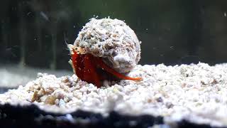 hermit crab Lunch with antenna, delicadesses...