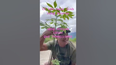 #Víp củ #samngoclinhrung nặng 400gam xuống núi hàng hiếm thấy cam kết chuẩn #sâm_ngọc_linh_rừng 100%