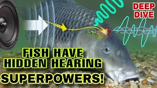 Sounds That Can SICKEN or Even KILL Your Fish! New Research Reveals How Fish Hear & Sense Our World!