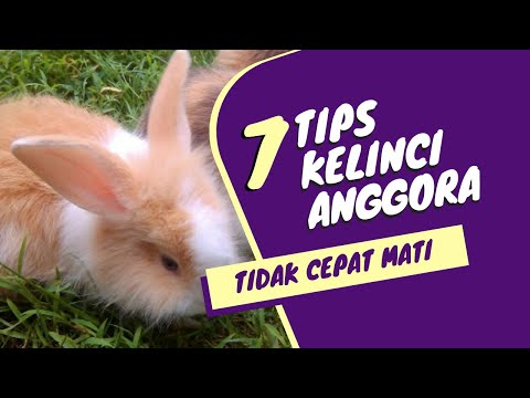 Panduan Merawat Kelinci Anggora | Agar Tidak Cepat Mati