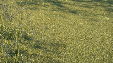 Realistic Grass Shader Tutorial | Cinema4D and Octane Render