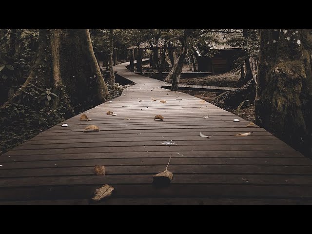 Forest Nature Cinematic Video Background (04) | Full HD No Copyright class=