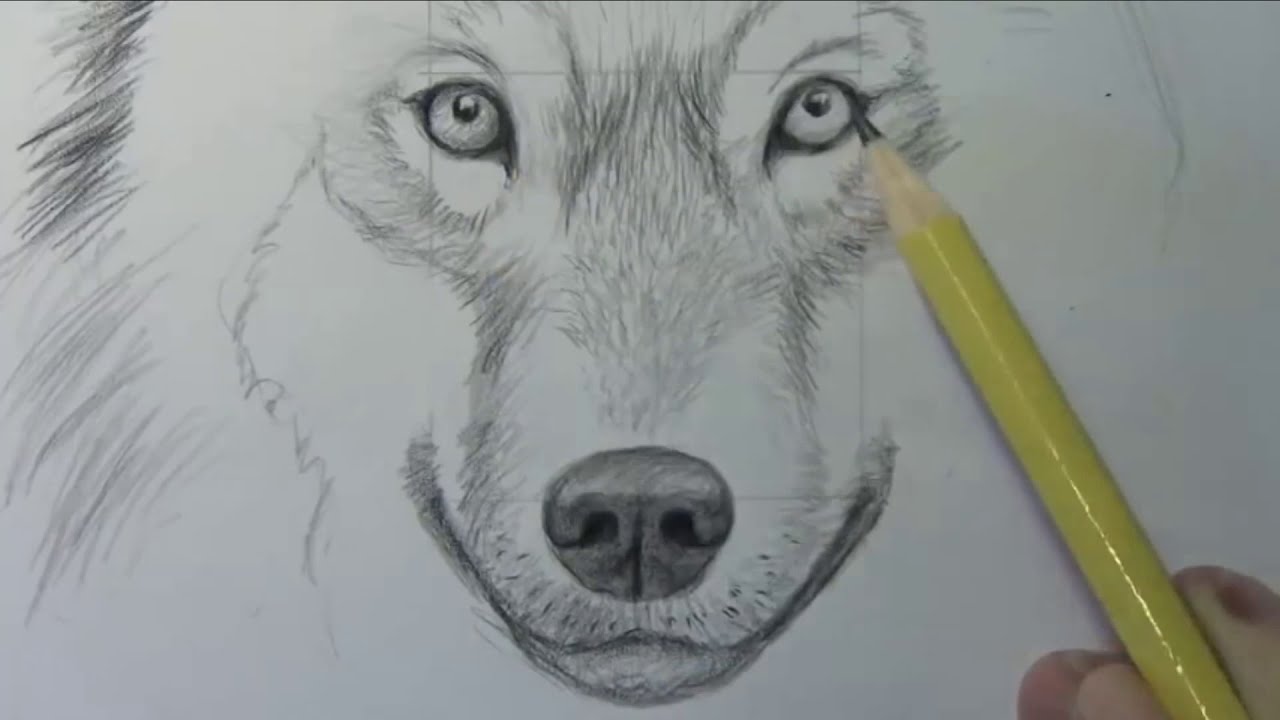 Hướng dẫn vẽ chú Chó sói - How to Draw a Wolf Narrated - YouTube