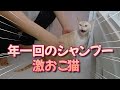 年１回のお風呂を嫌がる猫