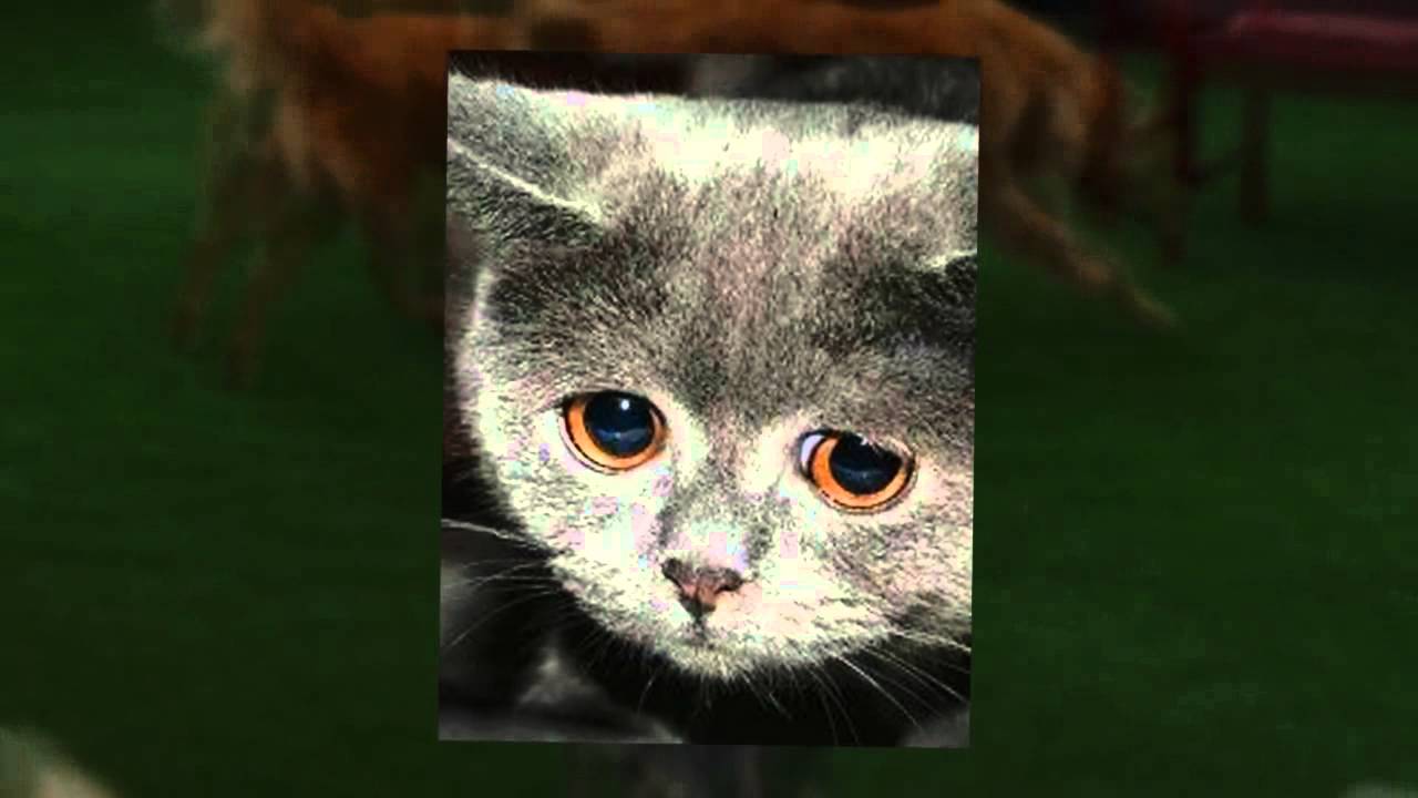 Paw Pad Pet Boarding and Grooming in McDonough, GA YouTube