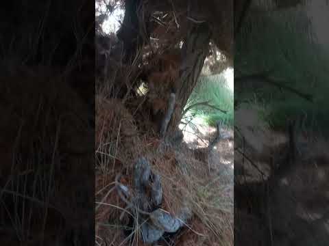 Video: ¿Es un pino lodgepole caducifolio o conífero?
