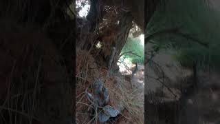Identificando Pinus pinea o Pino piñonero