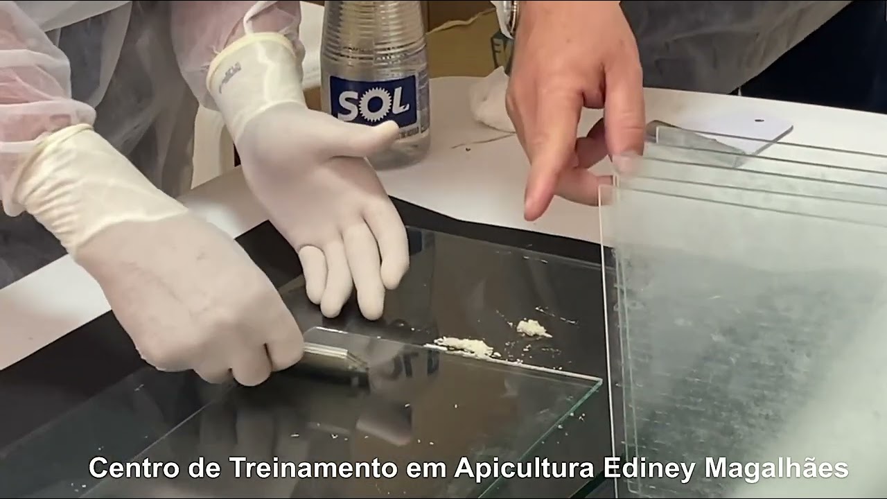 PRODUÇÃO DA APITOXINA PARTE III RASPAGEM - Último vídeo