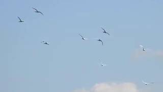 Joy of flying -  Lopatar - Platalea leucorodia - Spoonbill