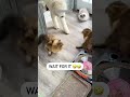 Cute Kittens Viral Ep 3924