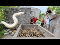 The brave soldiers risked their lives to capture a nest of giant pythons in order to rescue the girl