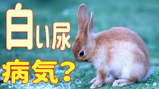 【うさぎの白い尿は病気か？】正常と病気の見極め方#12　うさぎの病気 Vol.4