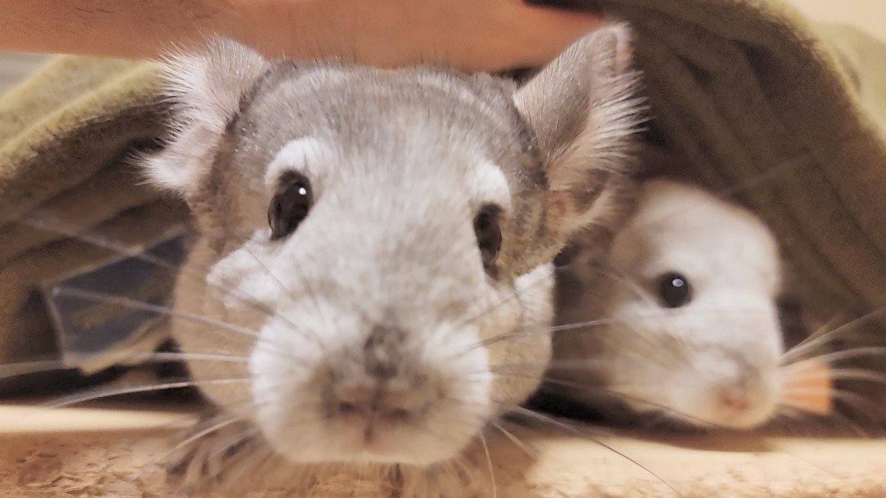 Owner secretly playing with chinchilla during broadcast - YouTube