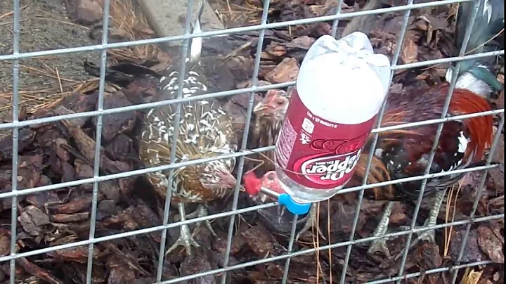 Gamefowl of the World:  Hatch