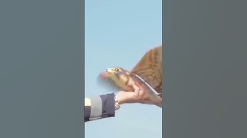 Robot Bird Made of USA Army#robotbird#robot