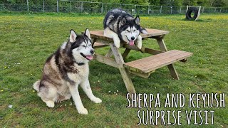 Husky's surprise visit didn't go as planned! | The Longer Version