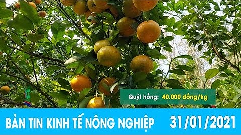 Quýt hồng Núi Cấm "cháy hàng" ngày cận tết