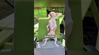 have you liked this dog dance? ❤️