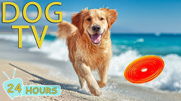 DOG TV: Videos Anti-Anxiety to Keep Dogs Relax All Day While You’re Away Home - Best Music for Dogs
