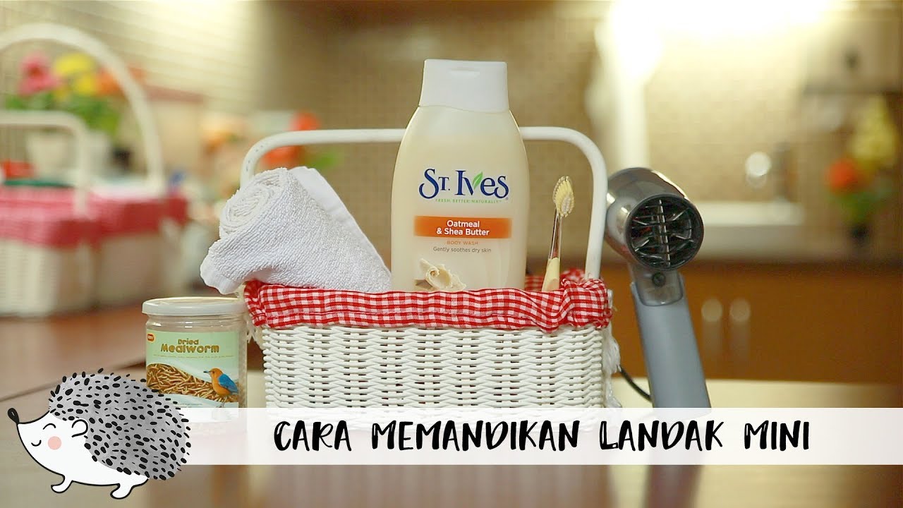 Cara Memandikan Landak Mini 