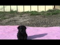 Affenpinscher Puppies の動画、YouTube動画。