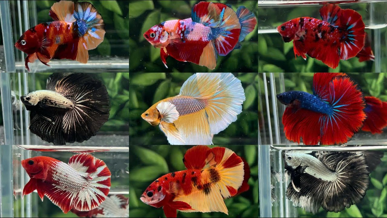 Shop Cậu Ba Betta Đợt cá mới Nhất 19-02 - Betta Đẹp tuyển chọn - Nhanh tay LH để nhận ngay quà tặng