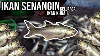 Olahan Resepi Ikan Gulama - BangPohan Blog