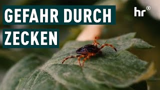 Gefahren durch Zecken | Die Ratgeber