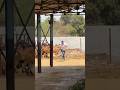 # #shravanseva #cow #gaumata #trending #indiancow #youtubeshorts