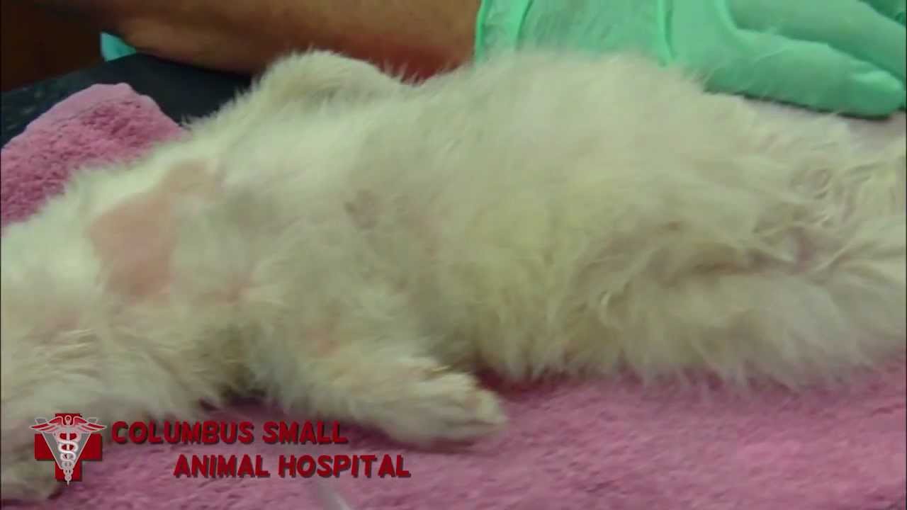A ferret named Baby has a urinary blockage.mp4 YouTube
