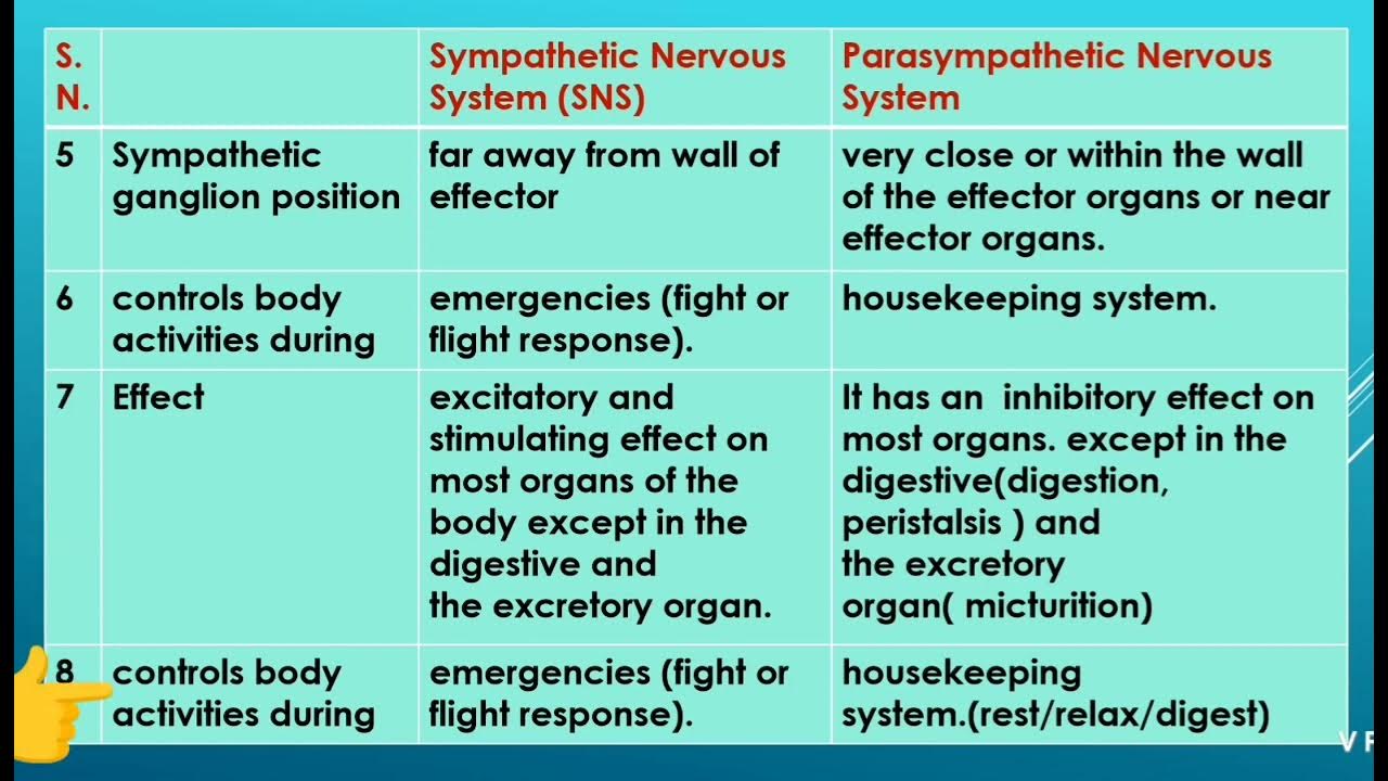 Difference between sympathetic and parasympathetic nervous system YouTube