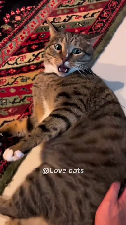 Part 48 #funny #cat#OddlySatisfying