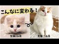 長毛子猫の成長記録！変化がすごい！生後2ヵ月〜8ヵ月まとめ【スコティッシュフォールド長毛】