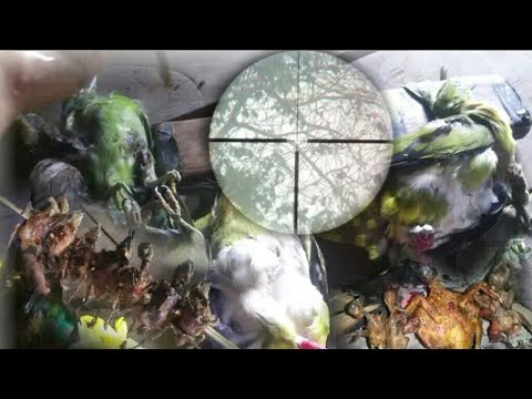 Video: Puas liab-spotted newts noj?