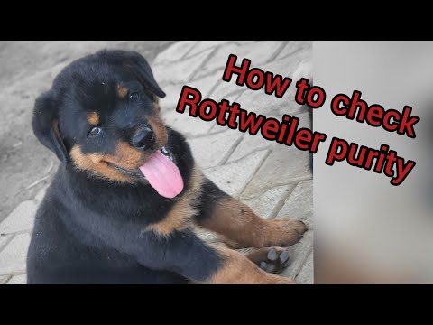 How to Check Purity of Rottweiler Breed | Rottweiler dog Pure or Mix | PupsnPaws [Hindi/urdu]