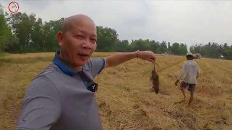 VỀ MIỀN TÂY XEM CẮT LÚA BẮT CHUỘT ĐỒNG