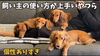 【ミニチュアダックス】この動画を見たら120ダックスが飼いたくなる cute dog dachshund