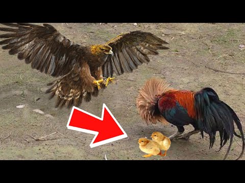 فيديو: هل سيقتل الصقر اللامع دجاجة؟