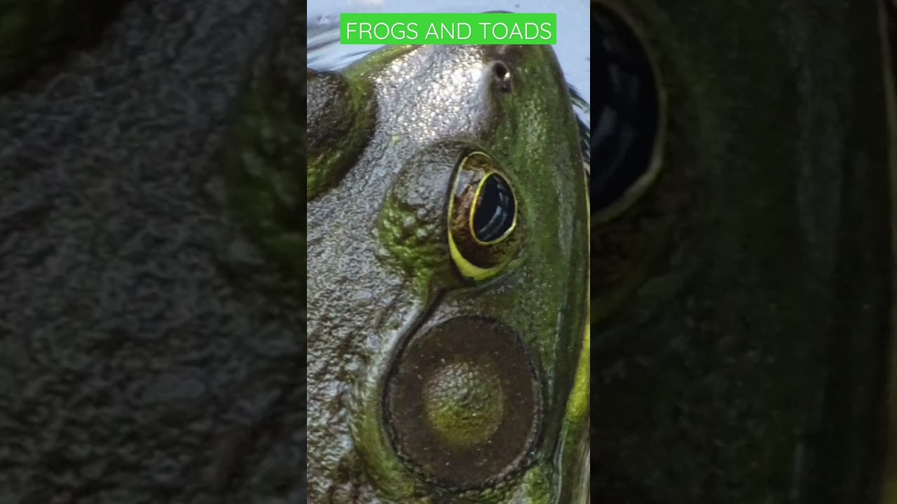 Herps of Spring: Toads and Frogs