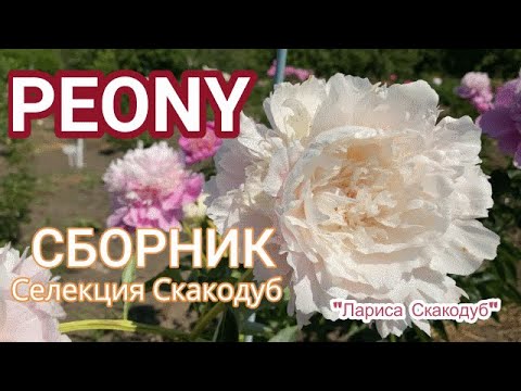 Video: Пион арткы сүйрү